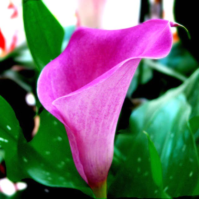 Calla Lily Bulb – Multi-Color Garden Flower Bulb for Planting, 1 Bulb Pack - Image 3