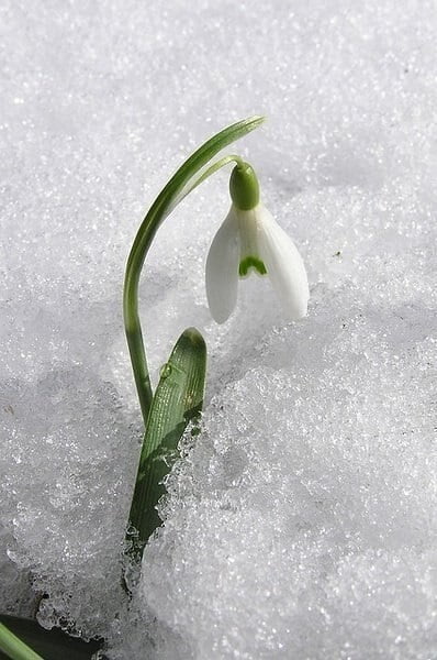 Snowdrop Flower Seeds – Galanthus Garden Flower Seeds for Planting, 20 Seeds Pack - Image 3