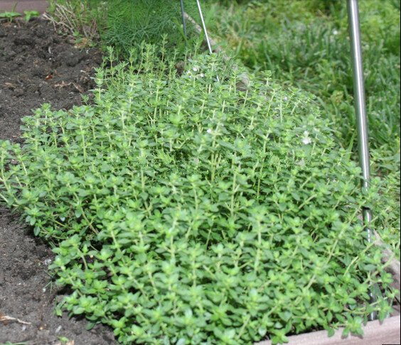 Marjoram Seeds – Origanum Majorana Herb & Vegetable Garden Seeds for Planting, 100 Seeds Pack - Image 3