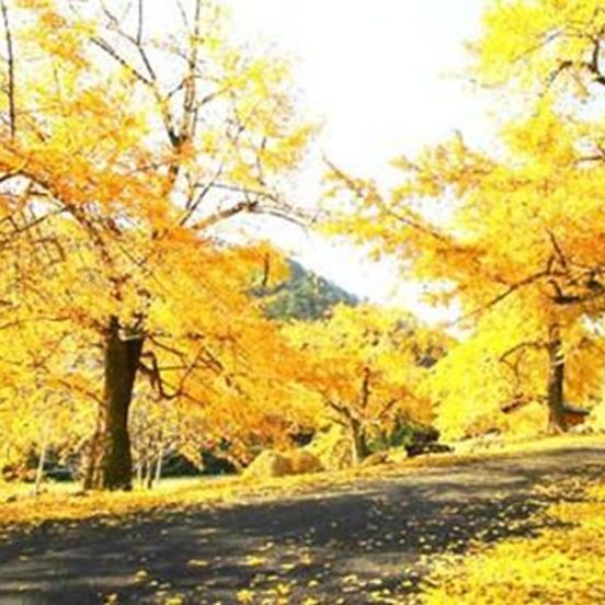 Ginkgo Biloba Tree Seeds – Medicinal & Ornamental Garden Tree Seeds for Planting, 5 Seeds Pack - Image 3