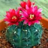 Mixed Lithops Seeds – Rare Living Stones Succulent Seeds for Planting, 100 Seeds Pack - Image 3