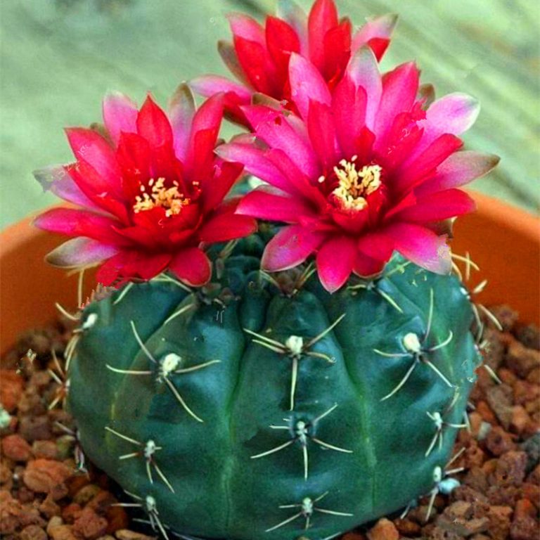 Mixed Lithops Seeds – Rare Living Stones Succulent Seeds for Planting, 100 Seeds Pack - Image 3