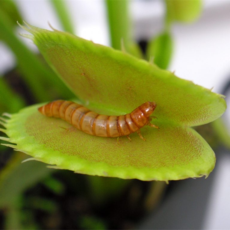 Venus Flytrap (Dionaea Muscipula) Seeds – Insect-Catching Carnivorous Plant Seeds, 100 Seeds Pack - Image 3