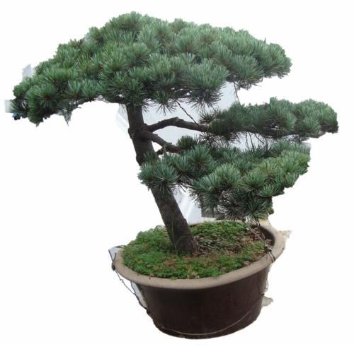 Pinus Thunbergii Seeds – Pine Tree Garden Seeds for Planting, 30 Seeds Pack - Image 3