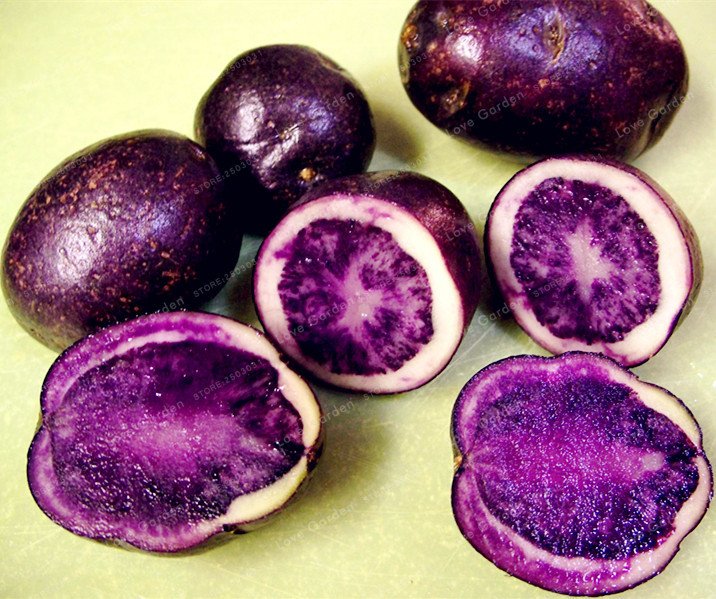 Purple Sweet Potato Seeds – Vegetable Garden Seeds for Planting, 100 Seeds Pack - Image 3