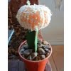 Mixed Rare Cactus Seeds – Assorted Succulent Plant Seeds for Planting, 100 Seeds Pack - Image 3