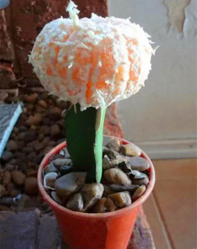 Mixed Rare Cactus Seeds – Assorted Succulent Plant Seeds for Planting, 100 Seeds Pack - Image 3