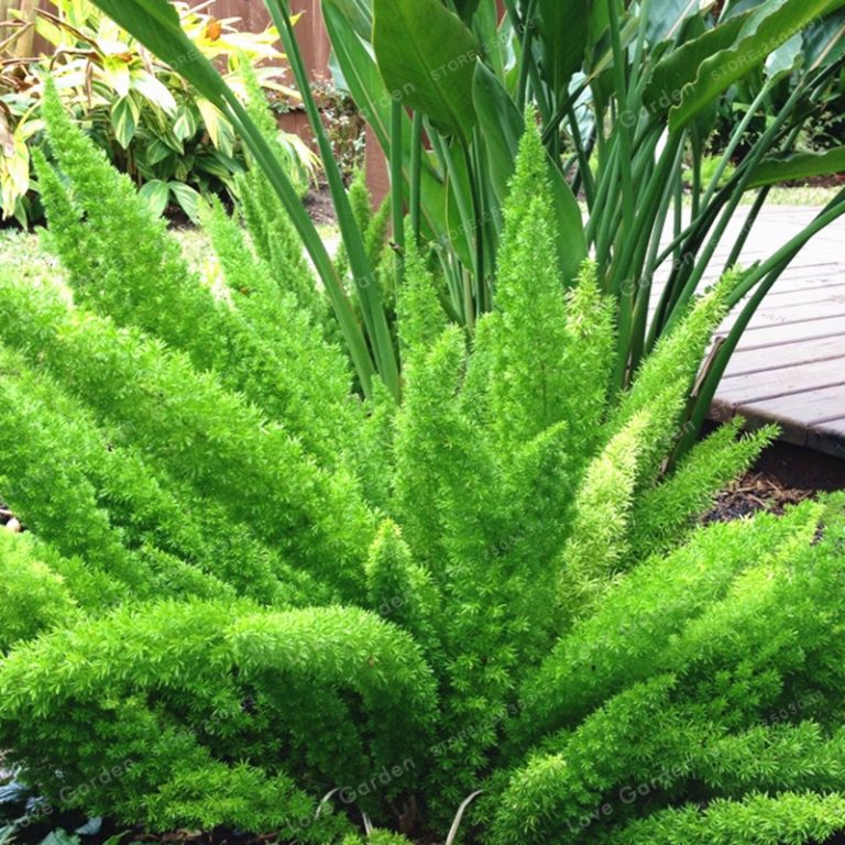 Asparagus Densiflorus Seeds – Foxtail Fern Ornamental Plant Seeds for Garden Planting, 100 Seeds Pack - Image 3