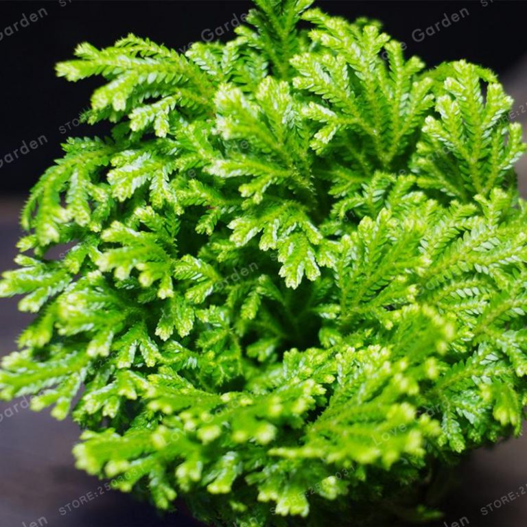 Selaginella Uncinata Seeds – Blue Moss Garden Plant Seeds for Planting, 50 Seeds Pack - Image 3