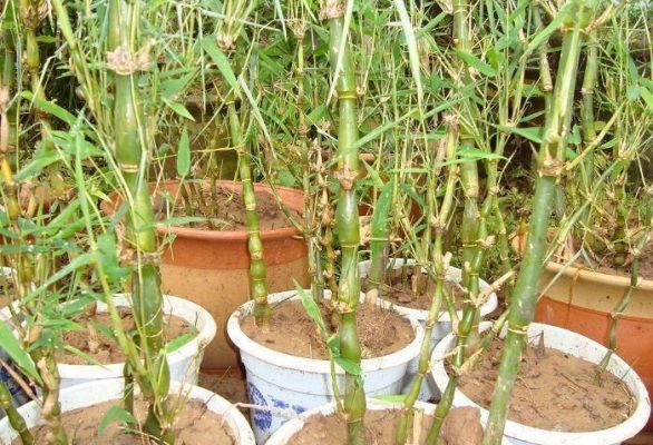 Purple Lucky Bamboo Seeds – Rare Bamboo Plant Seeds for Garden Planting, 50 Seeds Pack - Image 3