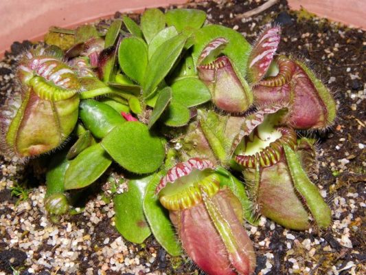 Cephalotus Follicularis Seeds – Rare Carnivorous Pitcher Plant Seeds for Garden Planting, 100 Seeds Pack - Image 3