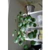 Pilea Peperomioides Seeds – Chinese Money Plant Indoor Air-Purifying Seeds, 100 Seeds Pack - Image 3