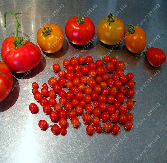 Cherry Tomato Seeds – Small Fruit Vegetable Seeds for Garden Planting, 200 Seeds Pack - Image 3