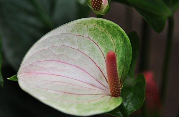 Anthurium Andraeanum Seeds – Pink & Green Garden Flower Seeds for Planting, 100 Seeds Pack - Image 3