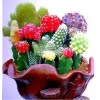 Mixed Cactus Seeds – Assorted Succulent Cactus Seeds for Planting, 200 Seeds Pack - Image 3