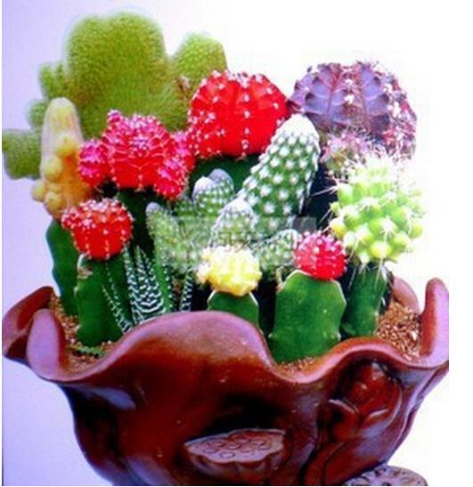 Mixed Cactus Seeds – Assorted Succulent Cactus Seeds for Planting, 200 Seeds Pack - Image 3