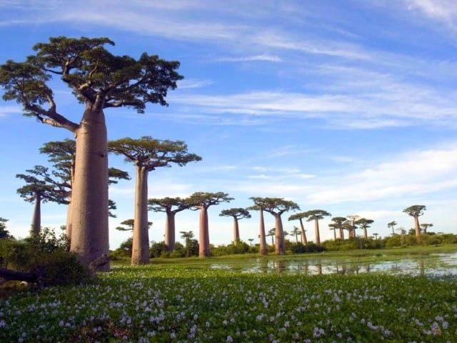 Baobab Tree (Adansonia) Seeds – African Fruit & Ornamental Tree Seeds for Planting, 10 Seeds Pack - Image 3