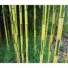 Phyllostachys Aureosulcata Bamboo Seeds – Golden Groove Bamboo Plant Seeds for Garden Planting, 50 Seeds Pack - Image 3