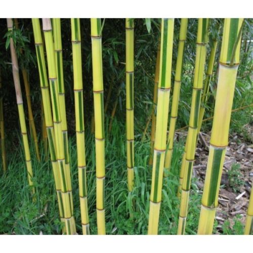 Phyllostachys Aureosulcata Bamboo Seeds – Golden Groove Bamboo Plant Seeds for Garden Planting, 50 Seeds Pack - Image 3