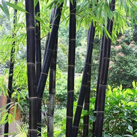 Phyllostachys Pubescens Seeds – Rare Giant Bamboo Plant Seeds for Garden Planting, 50 Seeds Pack - Image 3