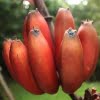 Red Banana Seeds – Rare Tropical Banana Fruit Seeds for Garden Planting, 100 Seeds Pack - Image 3
