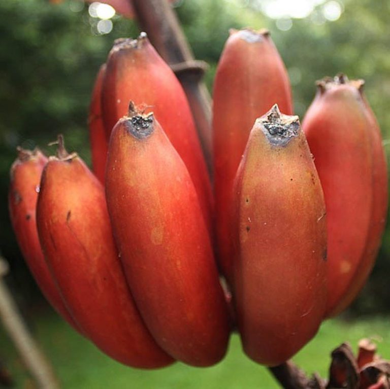 Red Banana Seeds – Rare Tropical Banana Fruit Seeds for Garden Planting, 100 Seeds Pack - Image 3