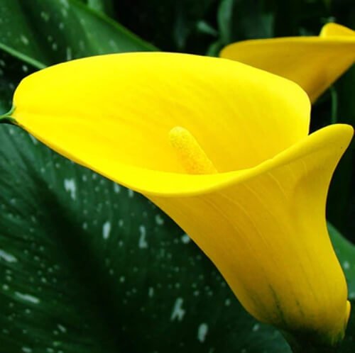 Calla Lily Bulb – Multi-Color Flower Bulb for Garden Planting, 1 Bulb Pack - Image 3