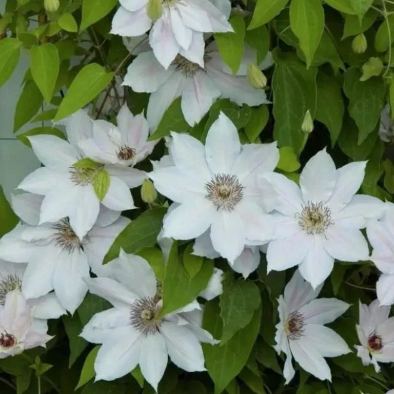 Climbing Clematis Bulb – Mixed Variety Garden Flower Bulb for Planting, 1 Bulb Pack - Image 3