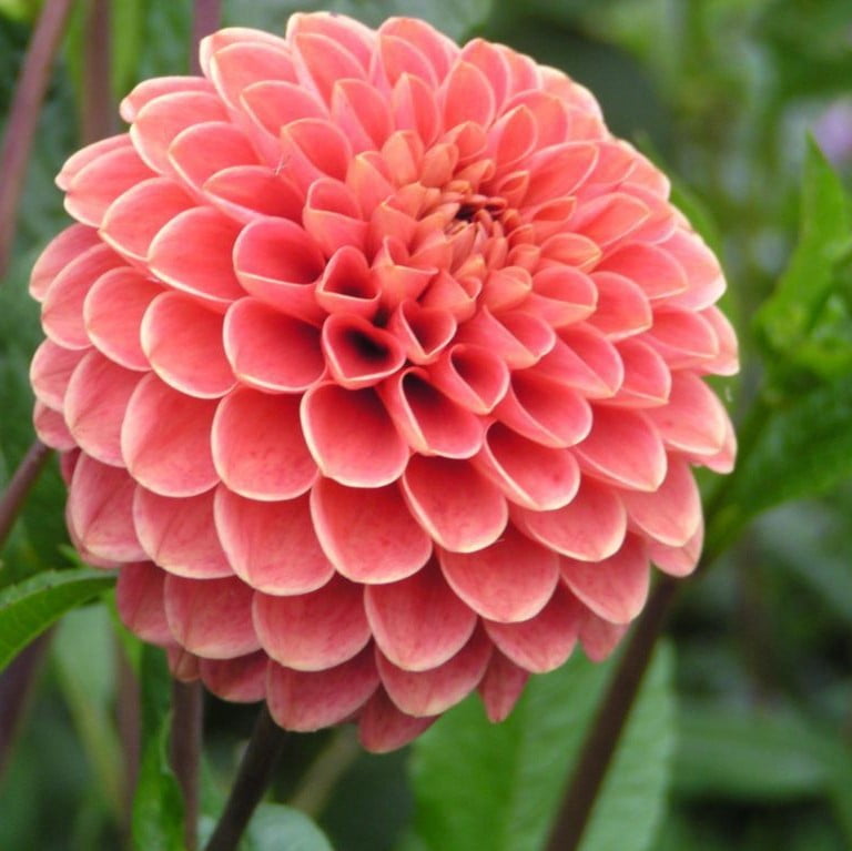 Dahlia Bulb – Beautiful Indoor Bonsai Flower Bulb for Home Garden Planting, 1 Bulb Pack - Image 3