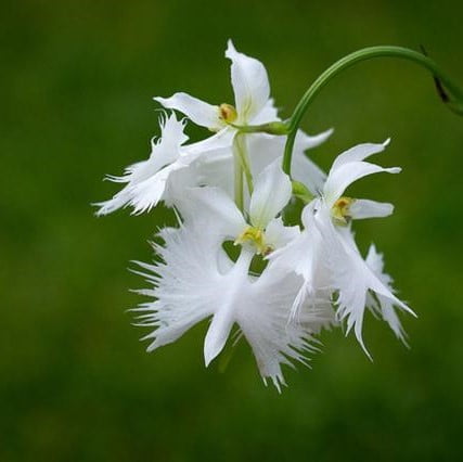 Egret Orchid Seeds – White Heron Orchid Flower Seeds for Garden Planting, 100 Seeds Pack - Image 2