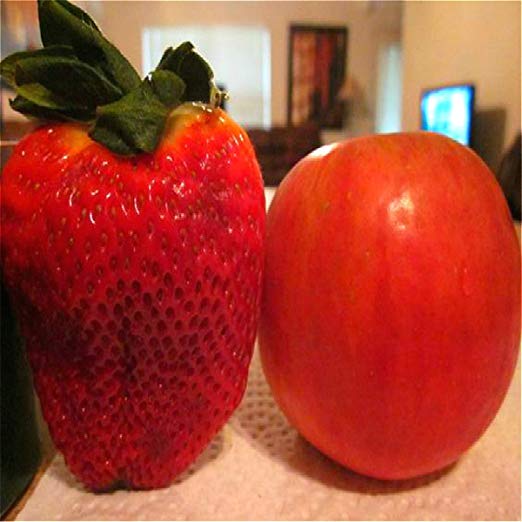 Giant Strawberry Seeds – Large Fruit Strawberry Plant Seeds for Garden Planting, 300 Seeds Pack - Image 3