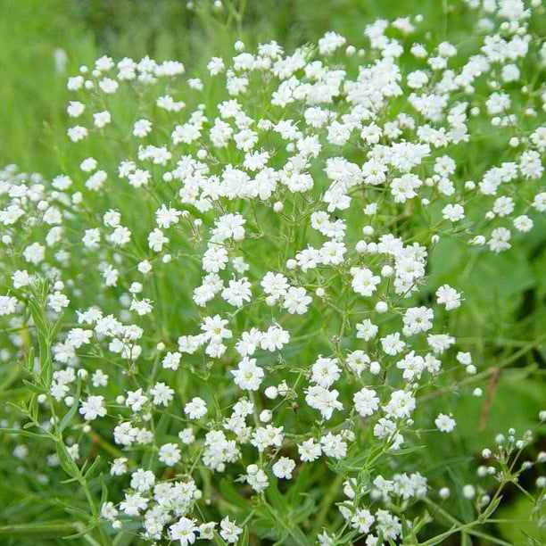 Gypsophila Paniculata "White" Flower Seeds – Baby’s Breath Flower Seeds for Garden Planting, 100 Seeds Pack - Image 3