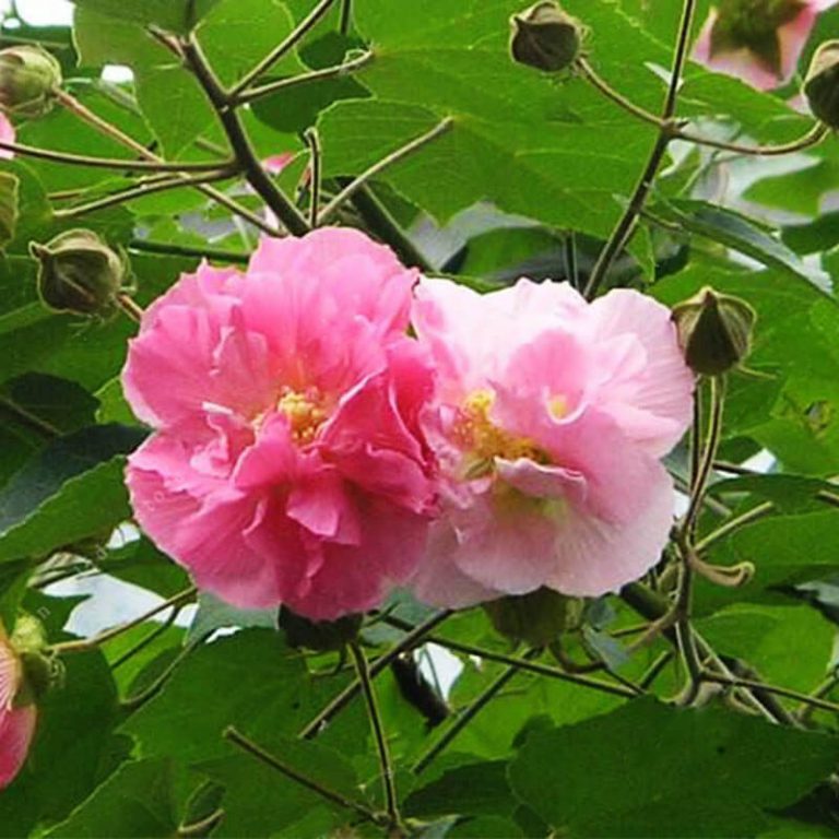 Hibiscus Mutabilis Seeds – Hibiscus Rose Flower Seeds for Garden Planting, 100 Seeds Pack - Image 3