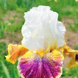 Iris Germanica Flower Seeds – Bearded Iris Seeds for Garden Planting, 100 Seeds Pack - 2