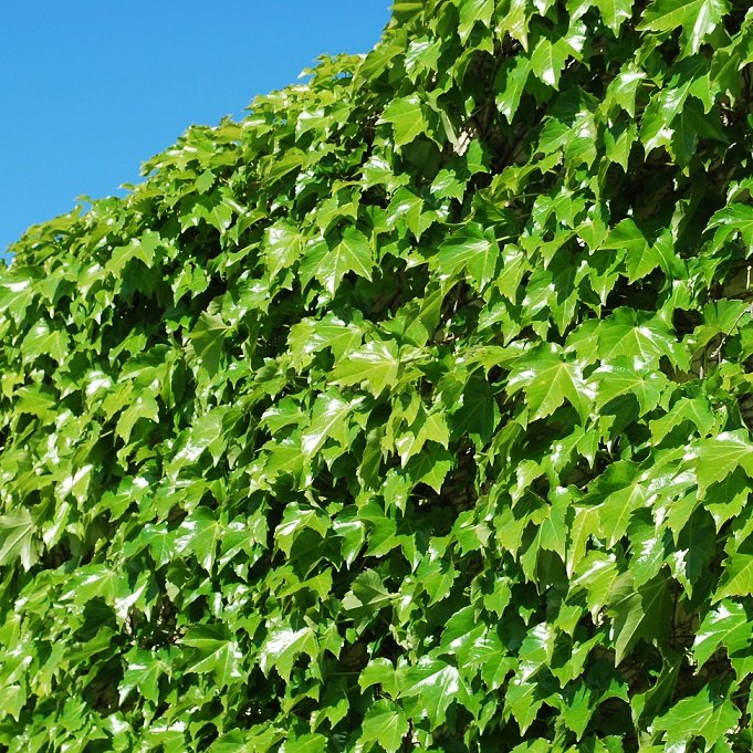 Parthenocissus Tricuspidata Seeds – Climbing Ivy Plant Seeds for Garden Planting, 50 Seeds Pack - Image 3
