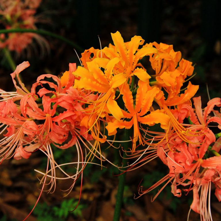 Lycoris Radiata Bulb – Spider Lily Multi-Color Flower Bulb for Garden Planting, 1 Bulb Pack - Image 3