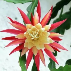 Epiphyllum Cactus Seeds – Nopalxochia Orchid Cactus Seeds for Planting, 100 Seeds Pack - 2