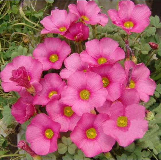 Pink Oxalis Obtusa Seeds – Rare Raspberry Oxalis Flower Seeds for Garden Planting, 100 Seeds Pack - Image 3