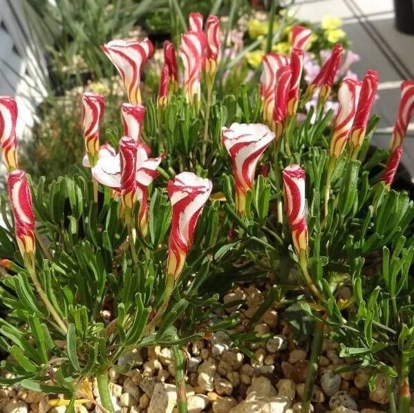 Oxalis Versicolor Seeds – Candy Cane Sorrel Flower Seeds for Garden Planting, 100 Seeds Pack - Image 3