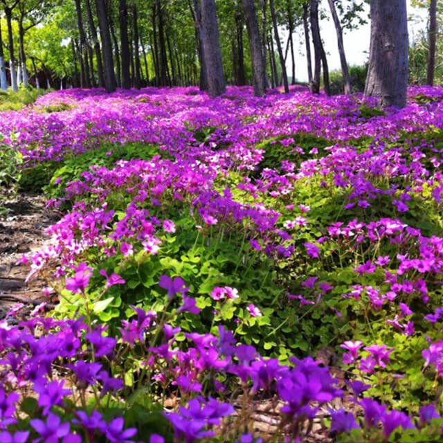 Purple Oxalis Flower Seeds – Ornamental Garden Flower Seeds for Planting, 100 Seeds Pack - Image 3