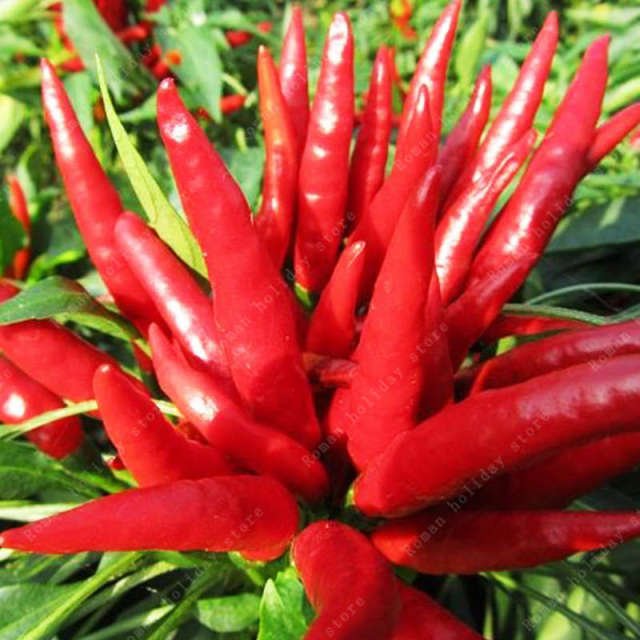 Rare Organic Chili Pepper Seeds – Vegetable Garden Seeds for Planting, 100 Seeds Pack - Image 3