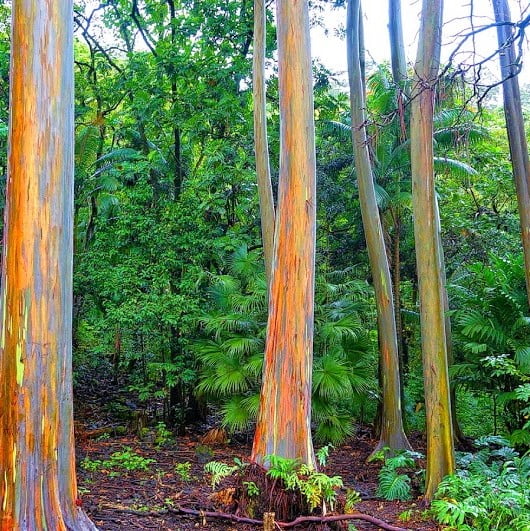 Rainbow Eucalyptus (Eucalyptus deglupta) Seeds – Showy Tropical Tree Seeds for Garden Planting, 100 Seeds Pack - Image 3