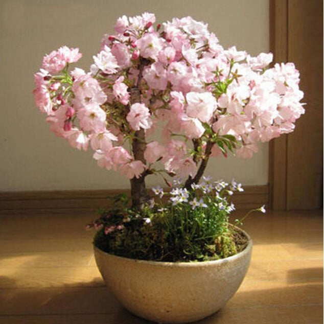 Pink Sakura Bonsai Tree Seeds – Cherry Blossom Flowering Tree Seeds for Garden Planting, 10 Seeds Pack - Image 3