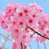 Pink Sakura Cherry Blossom Tree Seeds – Ornamental Flowering Tree Seeds for Garden Planting, 10 Seeds Pack - Image 3