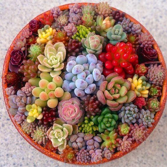 Mixed Succulent Seeds – Rare Assorted Cactus & Succulent Seeds for Planting, 200 Seeds Pack - Image 3