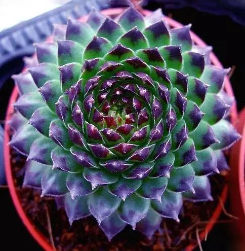 Mixed Rare Cactus Seeds – Assorted Succulent Plant Seeds for Planting, 200 Seeds Pack - Image 3