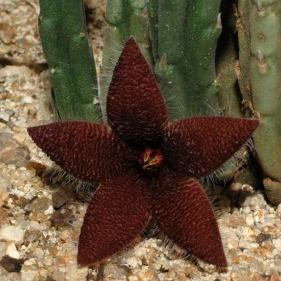 Stapelia Pulchella Seeds – Starfish Cactus Succulent Seeds for Planting, 100 Seeds Pack - Image 3