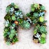 Mixed Lithops Succulent Seeds – Living Stones Plant Seeds for Planting, 200 Seeds Pack - Image 3