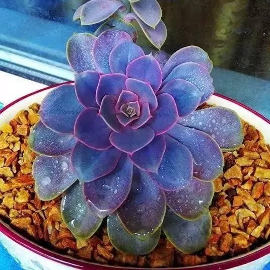 Rare Succulent Seeds – Assorted Cactus & Succulent Seeds for Planting, 100 Seeds Pack - Image 3