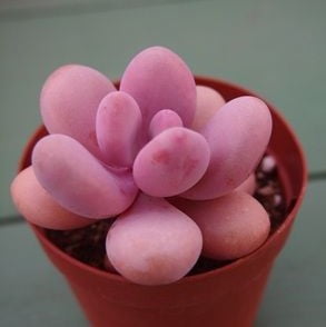Mixed Succulent Seeds – Assorted Cactus & Succulent Plant Seeds for Planting, 200 Seeds Pack - Image 3